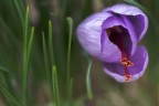 Crocus Sativus.. Crocus Sativus..