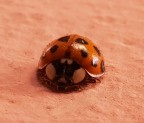 un mostro tra noi... un mostro tra noi...