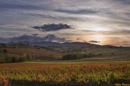 Vigne al tramonto Vigne al tramonto