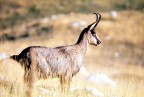 Camoscio d'Abruzzo, fotografato sul Monte Amaro, nel P.N.A. con Nikon F, Nikkor 300mm - scansione da Ektachrome 200.