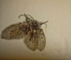 Scattata da Asus Zenfone 3 max con lente macro