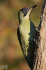 Picchio verde Picchio verde