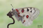 Parnassius apollo Parnassius apollo
