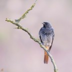 ..codirosso spazzacamino.. ..codirosso spazzacamino..