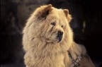 Chow chow