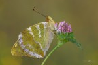 Argynnis-paphia_DSC4476