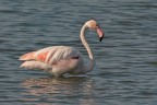 Fenicottero Fenicottero