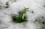 Tracce di primavera Tracce di primavera