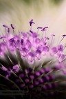 Non faccio foto di fiori