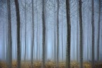 la nebbia nel pioppeto la nebbia nel pioppeto