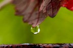 delicacy