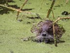 nutria nutria
