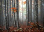 faggeta nella nebbia faggeta nella nebbia