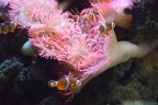 Anemone e pesci pagliacci Anemone e pesci pagliacci