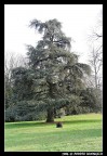 il Grande albero il Grande albero