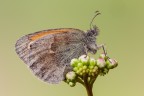 Coenonympha pamphilus Coenonympha pamphilus