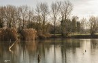 &quot;Alba&quot; il lago.. e i suoi tronchi.