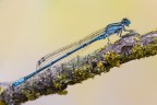 Maschietto di Coenagrion puella
Critiche e commenti sono graditi.
M2953
[url=http://funkyimg.com/view/2PpN5]H.R.[/url]