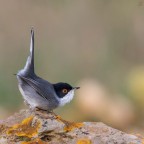 ..occhiocotto maschio.. ..occhiocotto maschio..