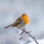 ..pettirosso.. ..pettirosso..