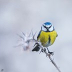 ..cinciarella.. ..cinciarella..