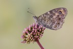 Lasiommata megera