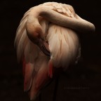 Fenicottero rosa Fenicottero rosa