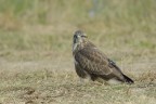 Poiana  (Buteo buteo)