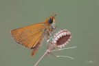 Thymelicus_DSC4599 Thymelicus_DSC4599
