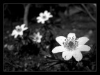 l'arrivo della primavera nella sua semplicit