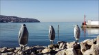 Koper  img.011