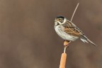 trovato nella calza della befana.