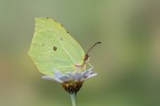 Cedronella