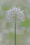 Allium.. Allium..