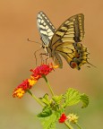 Papilio machaon su Lantana Papilio machaon su Lantana