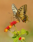 Papilio machaon su Lantana