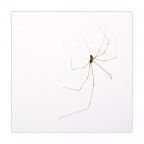 Grazia naturale Grazia naturale