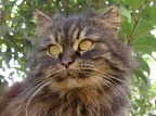 Gattone Gattone