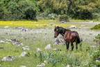 Cavallino dell'altopiano della Giara in Sardegna