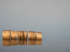 Foto scattata ai margini di un lago ove questi legni spuntano solitari, una foto scattata leggermente sottoesposta per enfatizzare un po i colori.