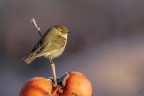 ..il guardiano..