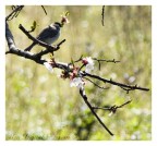 Capinera ad un appuntamento Capinera ad un appuntamento