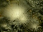 Ciuffo di Canavesite (borato) della Miniera di Brosso  Torino
Dimensione: 2 mm