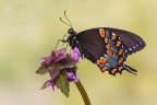 Papilio troilo