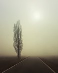 di strada tra le nebbia delle campagne del basso Veneto