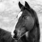 ..sonny, my best friend.. ..sonny, my best friend..