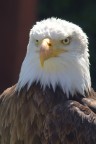 Eagle Eagle