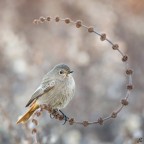 ..codirosso spazzacamino.. ..codirosso spazzacamino..