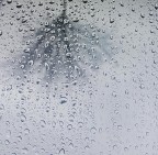 mille arbre magique mille arbre magique