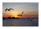Flght in the sunset